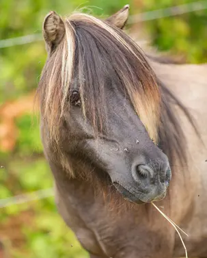 Poney du camping