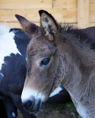 Poney du camping